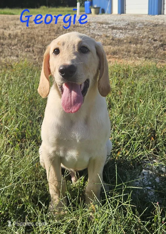 AKC Georgie – Labrador Retriever puppy for sale in Neosho, MO