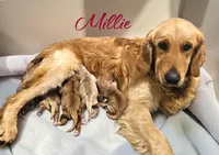 AKC Mario, a male Golden Retriever for sale in Neosho, MO – 6 of 6