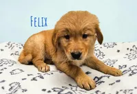 AKC Felix, a male Golden Retriever for sale in Neosho, MO – 3 of 5