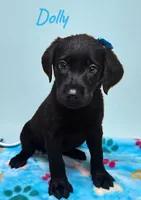 AKC Dolly, a female Labrador Retriever for sale in Neosho, MO – 4 of 8