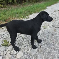 AKC Dolly, a female Labrador Retriever for sale in Neosho, MO – 4 of 10