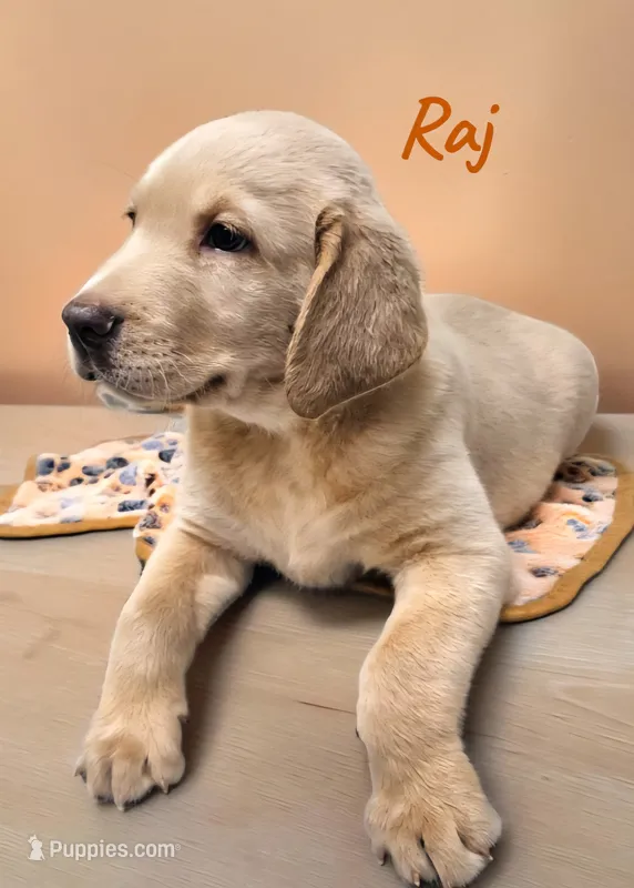 AKC Raj – Labrador Retriever puppy for sale in Neosho, MO