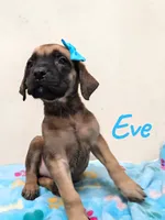 AKC Eve, a female English Mastiff for sale in Neosho, MO – 5 of 7