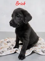 AKC Brick, a male Labrador Retriever for sale in Neosho, MO – 3 of 7