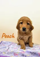AKC Peach, a female Golden Retriever for sale in Neosho, MO – 4 of 9