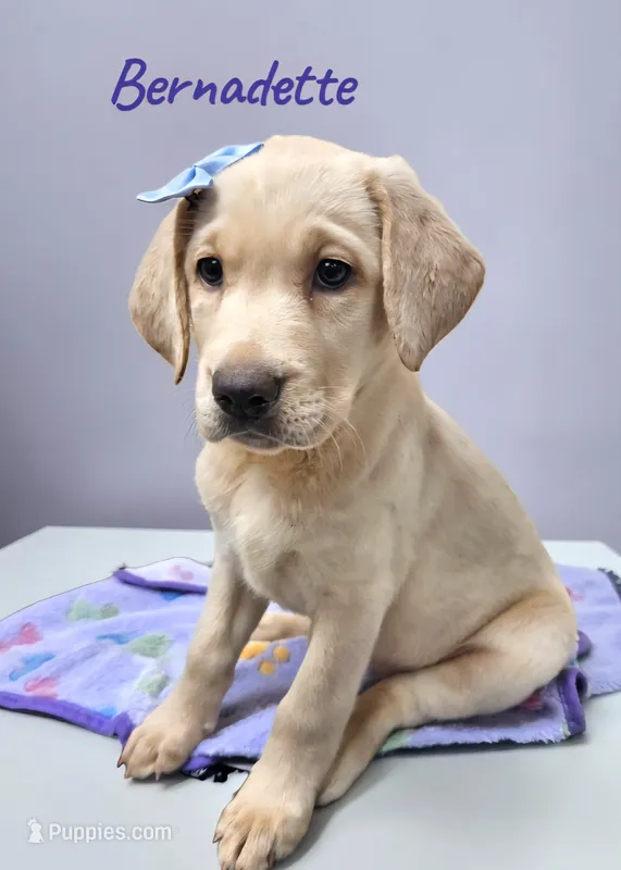 AKC Bernadette – Labrador Retriever puppy for sale in Neosho, MO