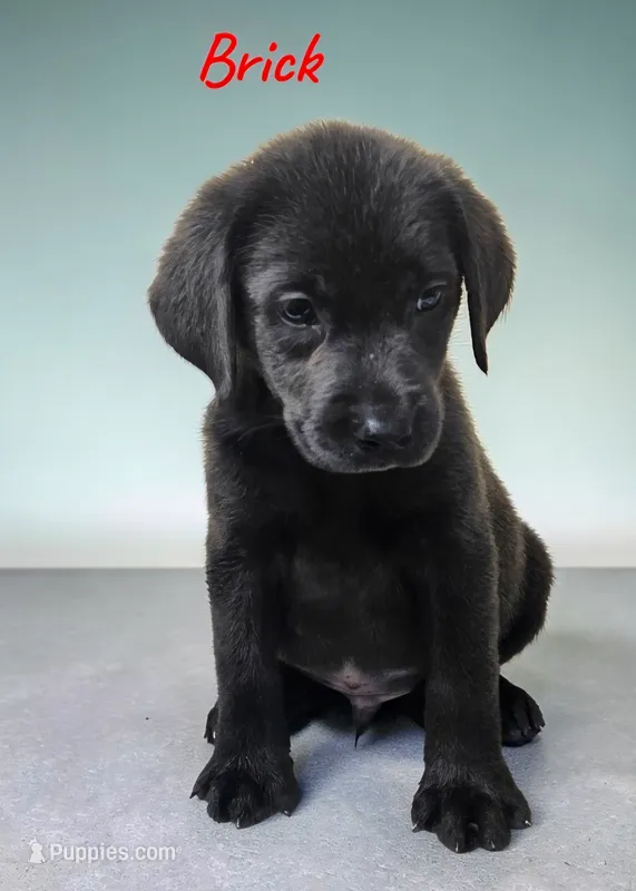 AKC Brick – Labrador Retriever puppy for sale in Neosho, MO
