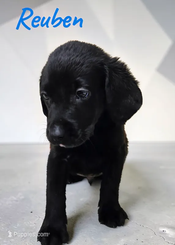 AKC Reuben – Labrador Retriever puppy for sale in Neosho, MO