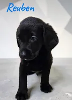 AKC Reuben, a male Labrador Retriever for sale in Neosho, MO – 1 of 3