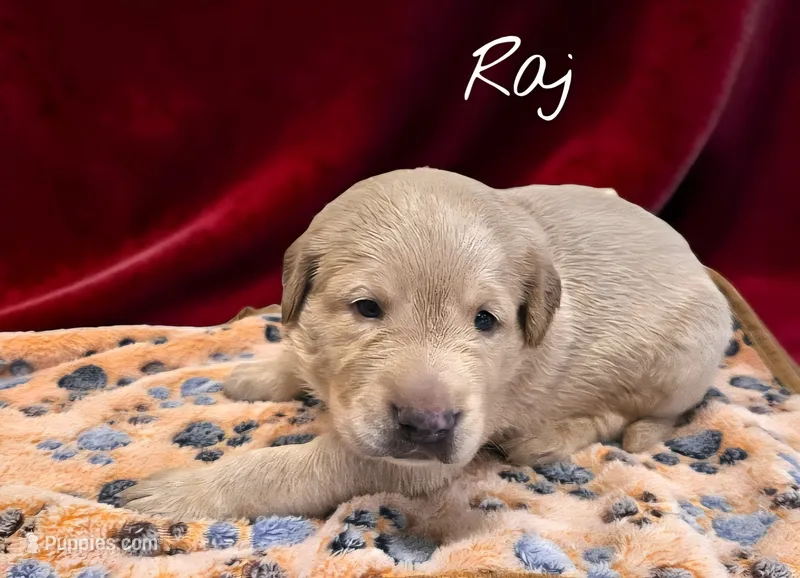 AKC Raj – Labrador Retriever puppy for sale in Neosho, MO