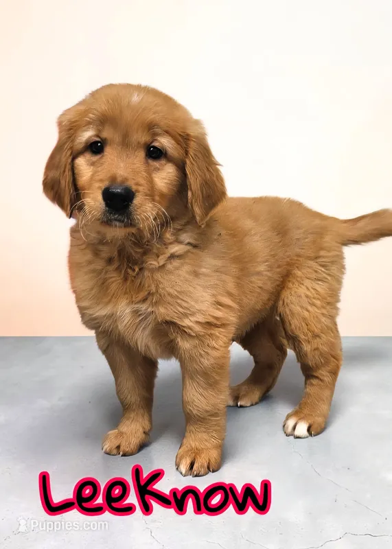AKC LeeKnow – Golden Retriever puppy for sale in Neosho, MO