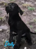 AKC Dolly, a female Labrador Retriever for sale in Neosho, MO – 8 of 10