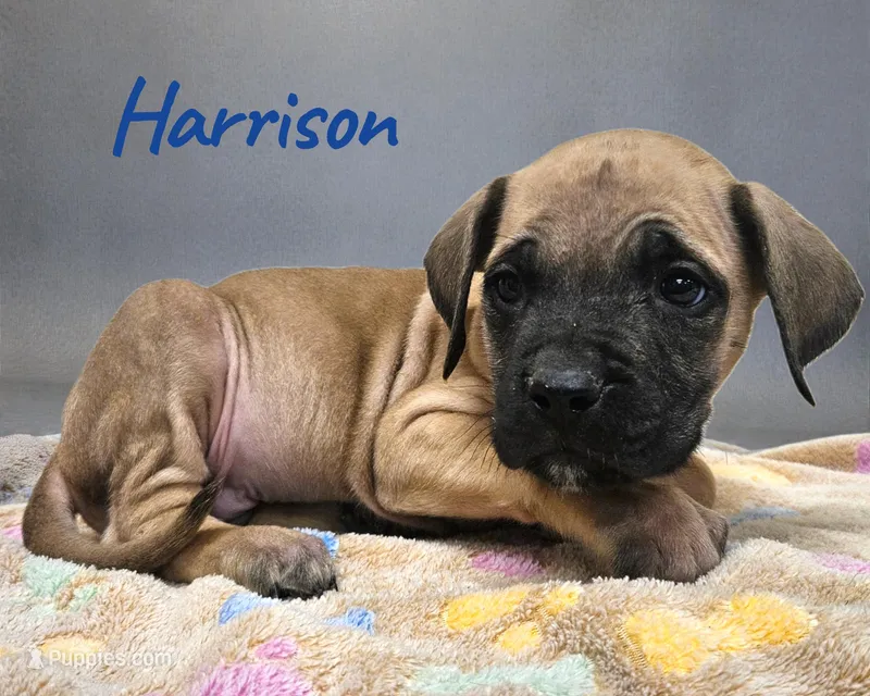 AKC Harrison