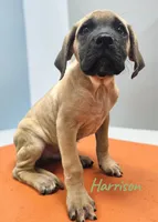 AKC Harrison, a male English Mastiff for sale in Neosho, MO – Photo 9 of 10