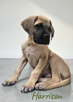 AKC Harrison, a male English Mastiff for sale in Neosho, MO – Photo 10 of 10