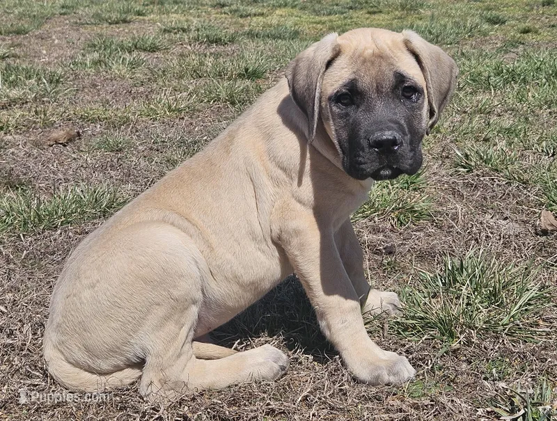 AKC Harrison – English Mastiff puppy for sale in Neosho, MO