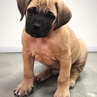 AKC Harrison, a male English Mastiff for sale in Neosho, MO – Photo 3 of 10