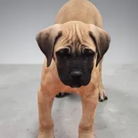 AKC Harrison, a male English Mastiff for sale in Neosho, MO – Photo 4 of 10