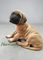 AKC Harrison, a male English Mastiff for sale in Neosho, MO – Photo 2 of 10
