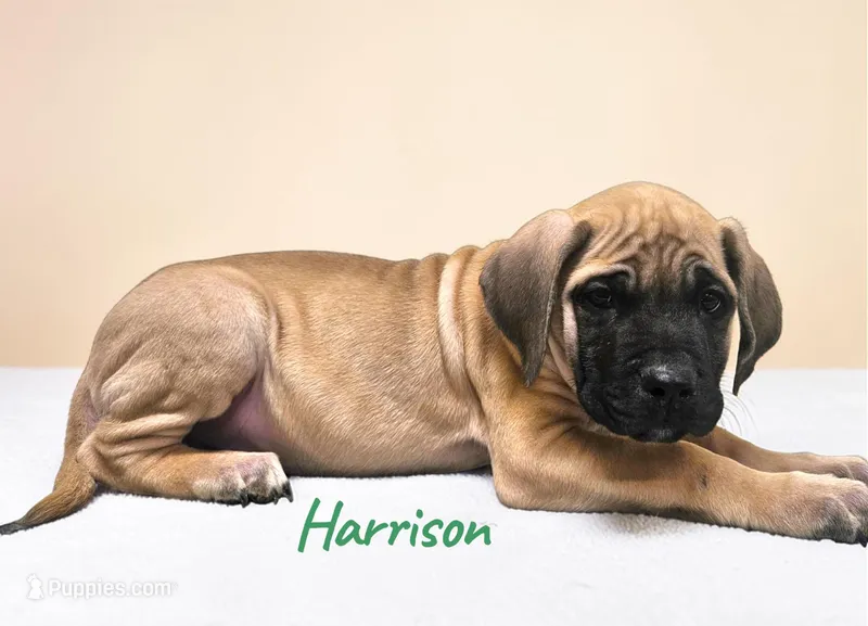 AKC Harrison