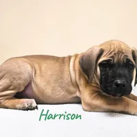 AKC Harrison, a male English Mastiff for sale in Neosho, MO – Photo 7 of 10