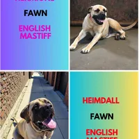 AKC Harrison, a male English Mastiff for sale in Neosho, MO – Photo 6 of 10