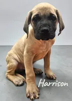 AKC Harrison, a male English Mastiff for sale in Neosho, MO – Photo 8 of 10
