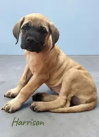 AKC Harrison, a male English Mastiff for sale in Neosho, MO – Photo 1 of 10