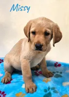 AKC Missy, a female Labrador Retriever for sale in Neosho, MO – 3 of 4