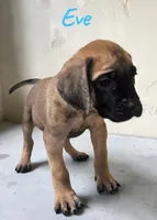 AKC Eve, a female English Mastiff for sale in Neosho, MO – 1 of 7