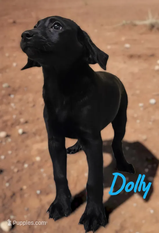 AKC Dolly – Labrador Retriever puppy for sale in Neosho, MO
