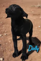 AKC Dolly, a female Labrador Retriever for sale in Neosho, MO – 7 of 10