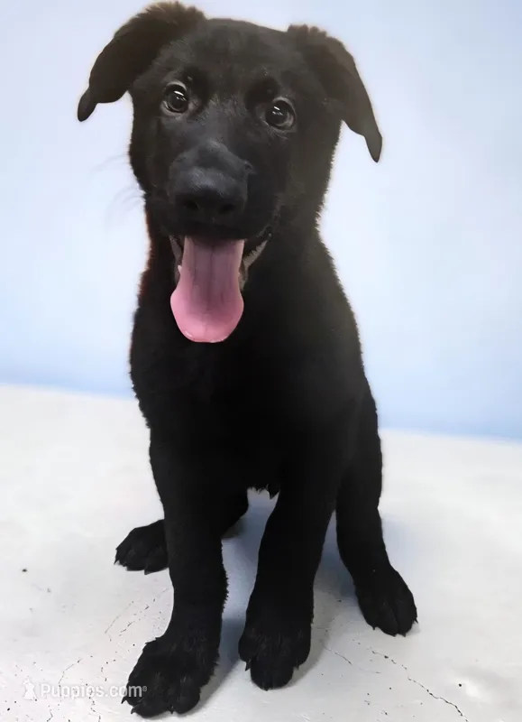 AKC Ivan – German Shepherd Dog puppy for sale in Neosho, MO