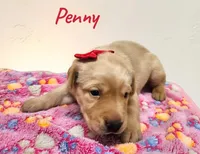 AKC Penny, a female Labrador Retriever for sale in Neosho, MO – 2 of 3