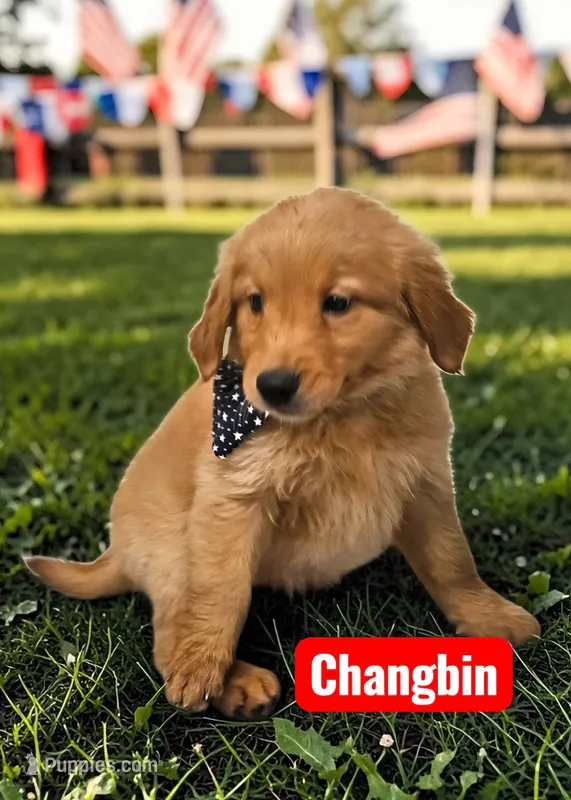 AKC Changbin – Golden Retriever puppy for sale in Neosho, MO