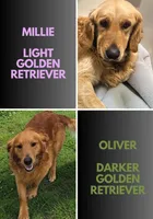 AKC Peach, a female Golden Retriever for sale in Neosho, MO – 9 of 9