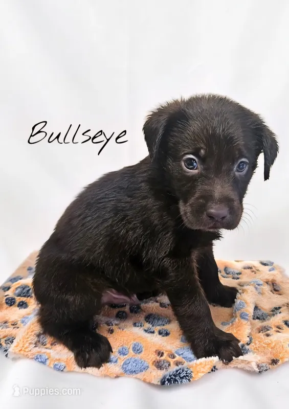 AKC Bullseye – Labrador Retriever puppy for sale in Neosho, MO