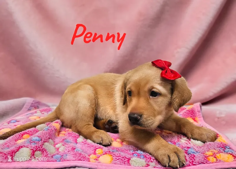 AKC Penny – Labrador Retriever puppy for sale in Neosho, MO