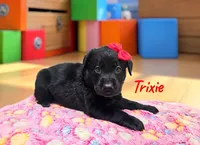 AKC Trixie, a female Labrador Retriever for sale in Neosho, MO – 2 of 3