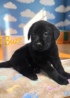 AKC Buzz, a male Labrador Retriever for sale in Neosho, MO – 2 of 4
