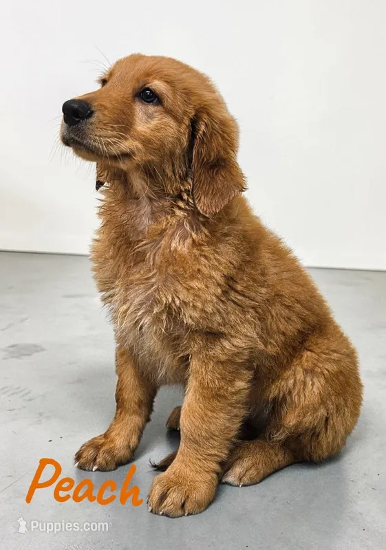 AKC Peach – Golden Retriever puppy on hold in Neosho, MO