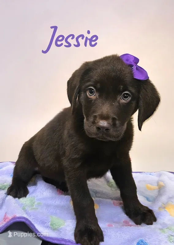 AKC Jessie – Labrador Retriever puppy for sale in Neosho, MO