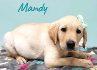 AKC Mandy, a female Labrador Retriever for sale in Neosho, MO – 2 of 5