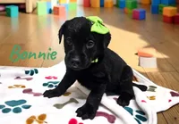 AKC Bonnie, a female Labrador Retriever for sale in Neosho, MO – 2 of 3
