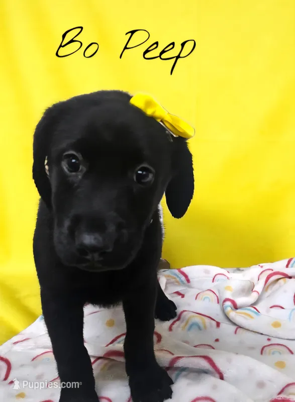 AKC Bo Peep – Labrador Retriever puppy for sale in Neosho, MO