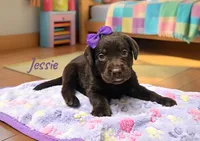 AKC Jessie, a female Labrador Retriever for sale in Neosho, MO – 4 of 5