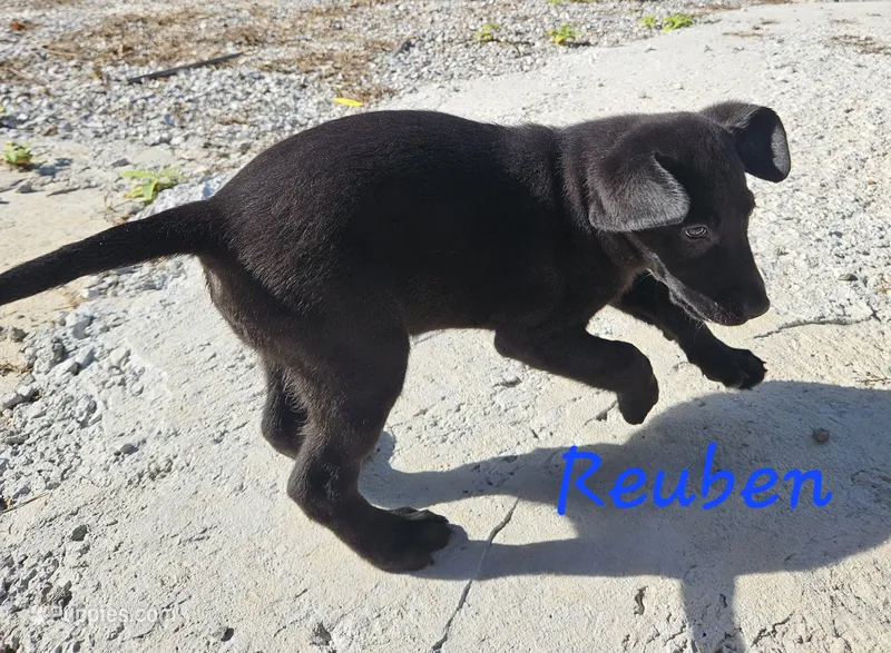 AKC Reuben – Labrador Retriever puppy for sale in Neosho, MO