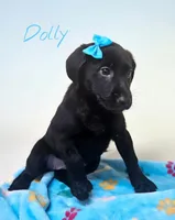 AKC Dolly, a female Labrador Retriever for sale in Neosho, MO – 2 of 8