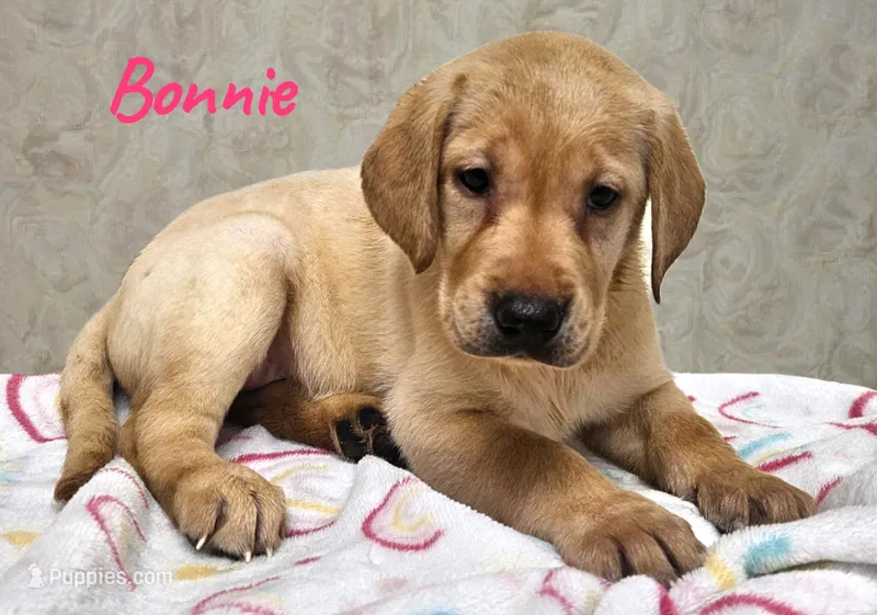 AKC Bonnie
