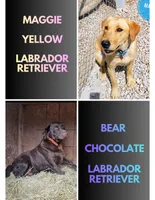 AKC Buzz, a male Labrador Retriever for sale in Neosho, MO – 4 of 4